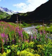 Landscape-Swiss-Mountains-Ricola